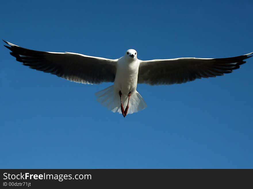 Bird in flight