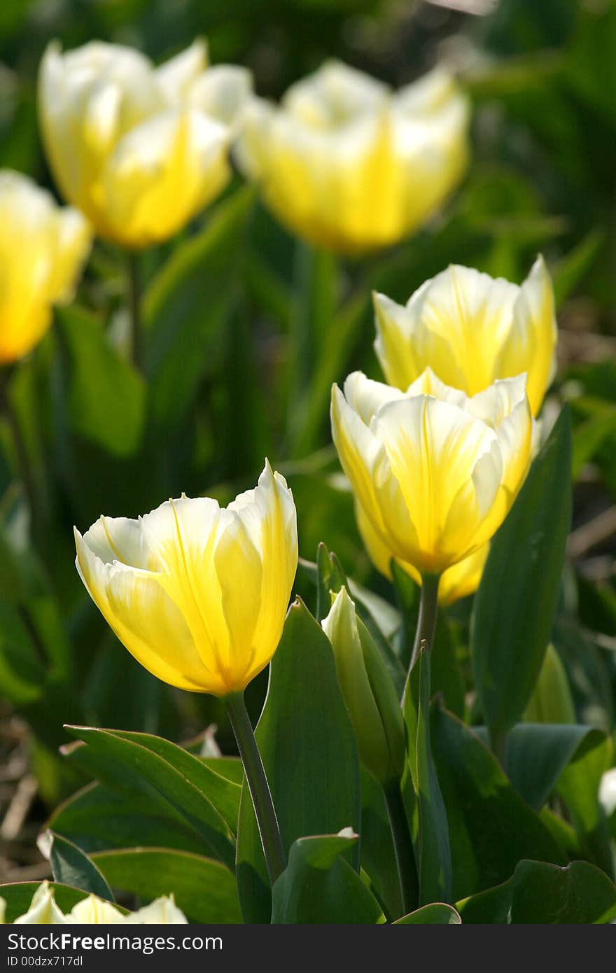 Dutch yellow tulips in flowerbed