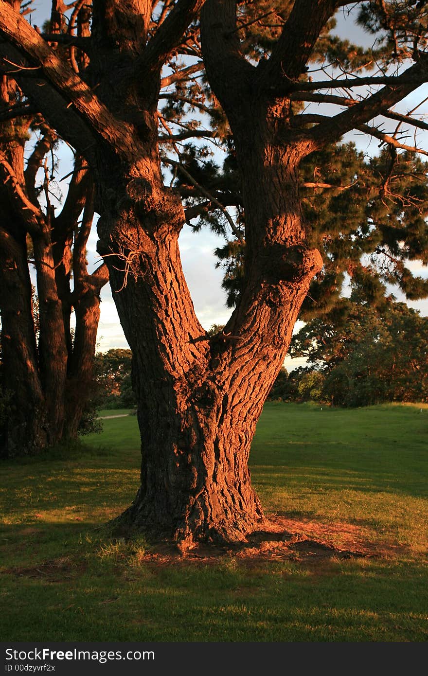 Sunset reflects off a tree in the park. Sunset reflects off a tree in the park