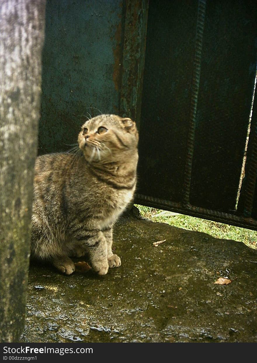 Cat of breed scottish-fold Stella Blue Tiger from my nursery Blue Tiger, the factory owner - Grigorieva Olga