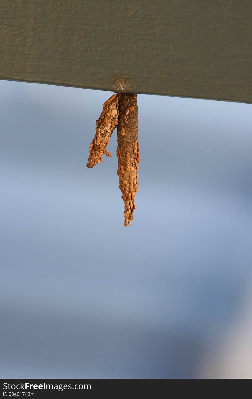 Two moth cocoons in the sun