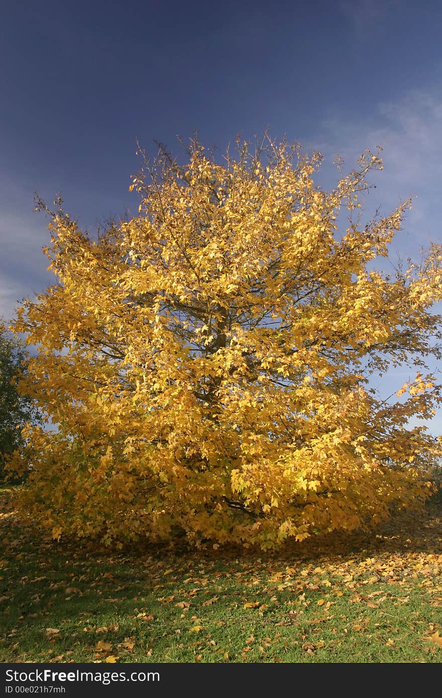 Autumn Golden Leaf Tree