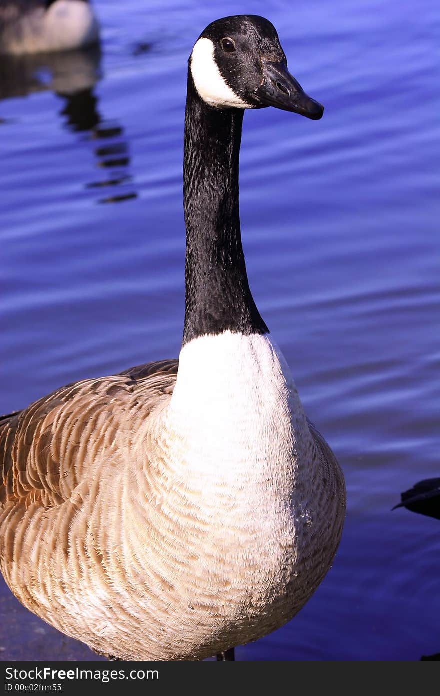 Canada goose coming out from blue lake