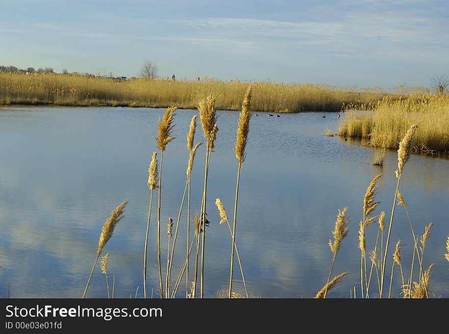 Wild grass isolated on a scenic back ground