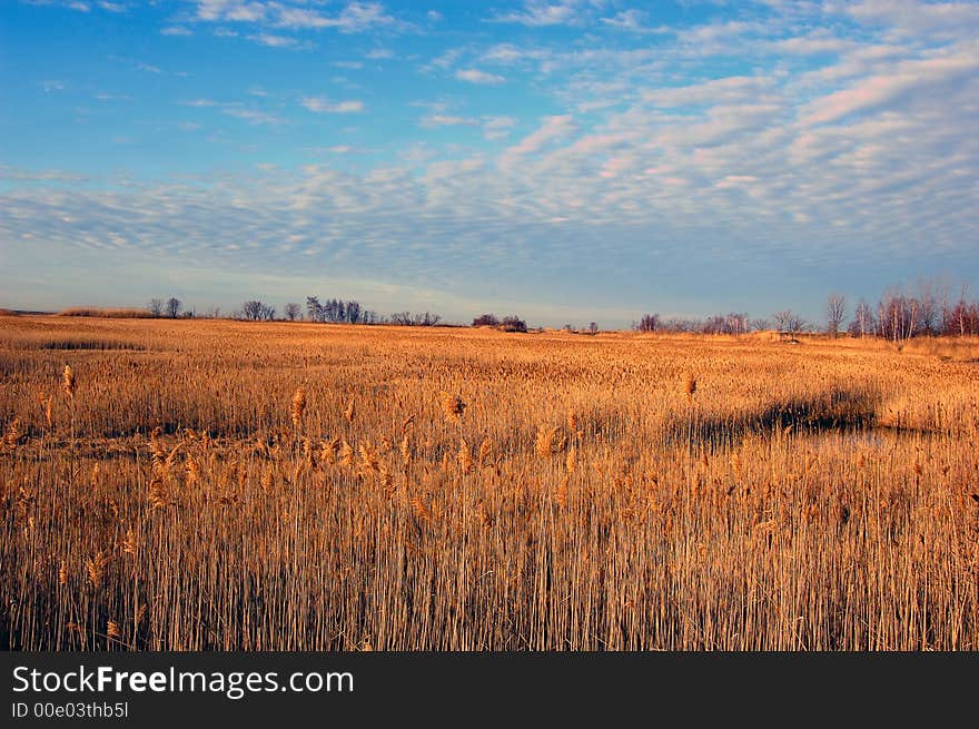 Wild grass isolated on a scenic back ground