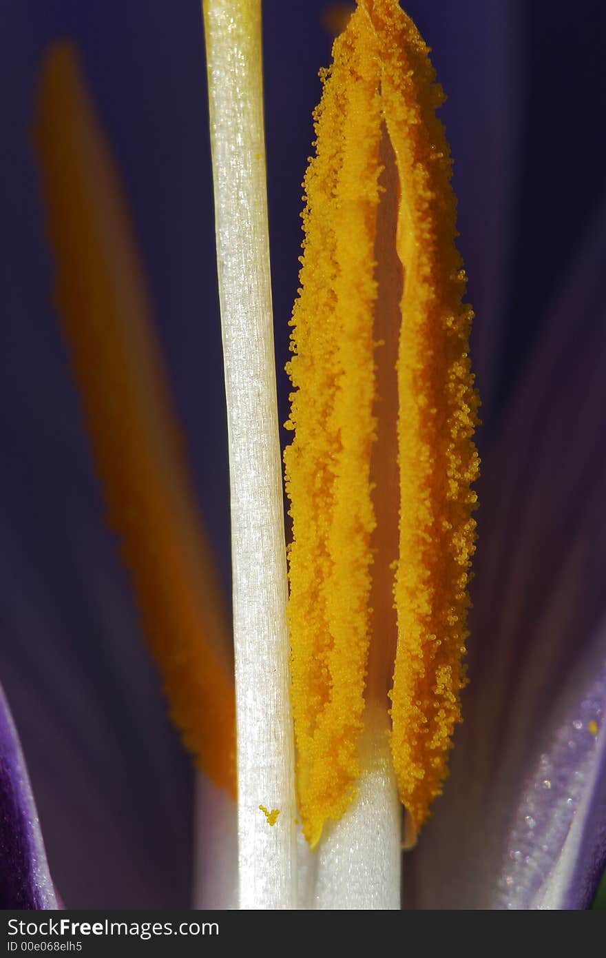 Macro photograph of violet Crocus Vernus stamen with pollen nodules visible. Macro photograph of violet Crocus Vernus stamen with pollen nodules visible