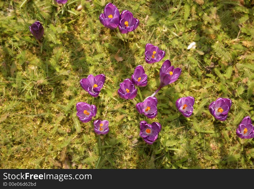 Crocus flowers grooving from the earth during spring time. Crocus flowers grooving from the earth during spring time