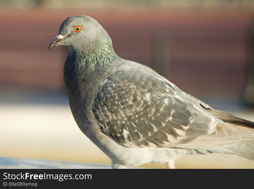 Pigeon on the move � panning. Pigeon on the move � panning