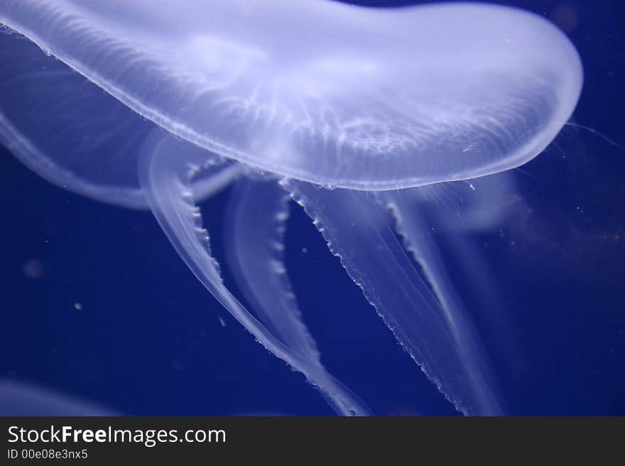 Moon Jellyfish