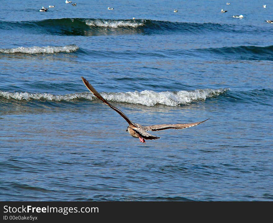 Slaty-backed Gull