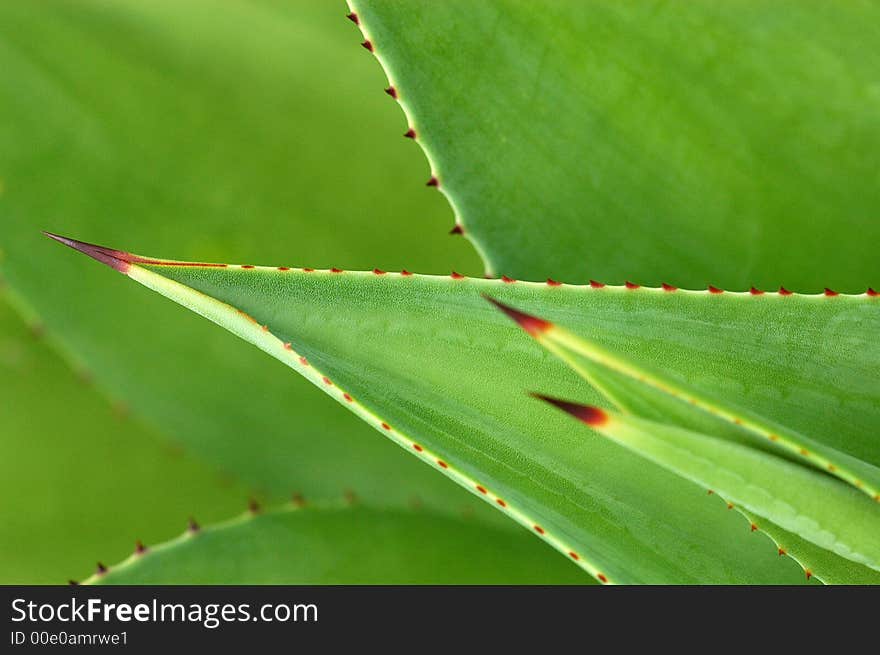 Green sharp leaf in the gardens. Green sharp leaf in the gardens