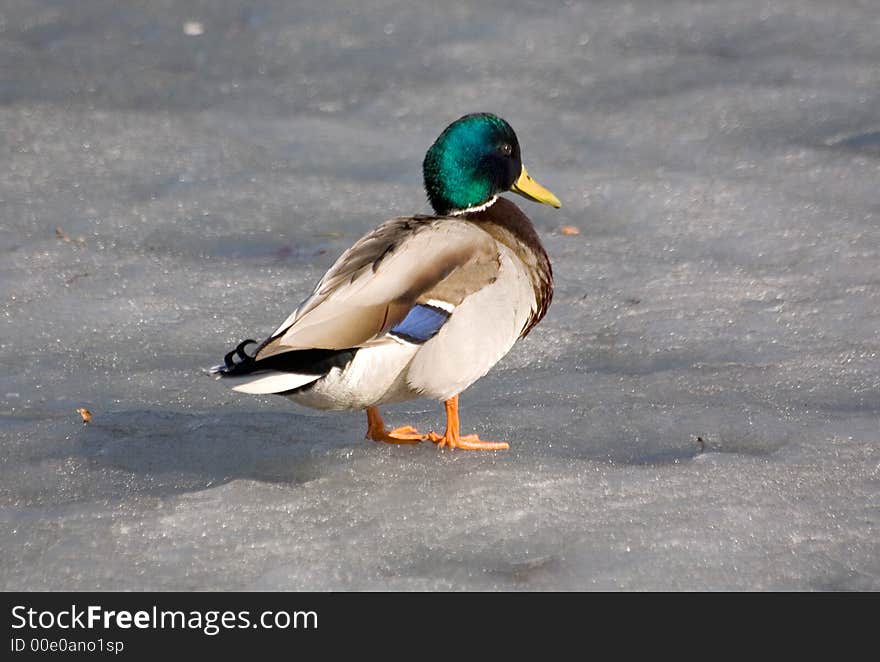 Duck on spring ice in sunny day