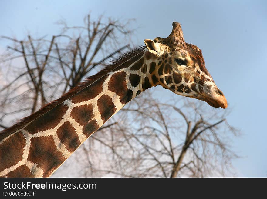 Sad giraffe on a background of trees