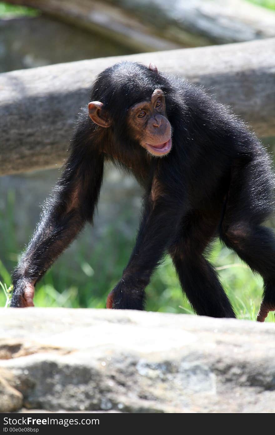 Chimpanzee Walking