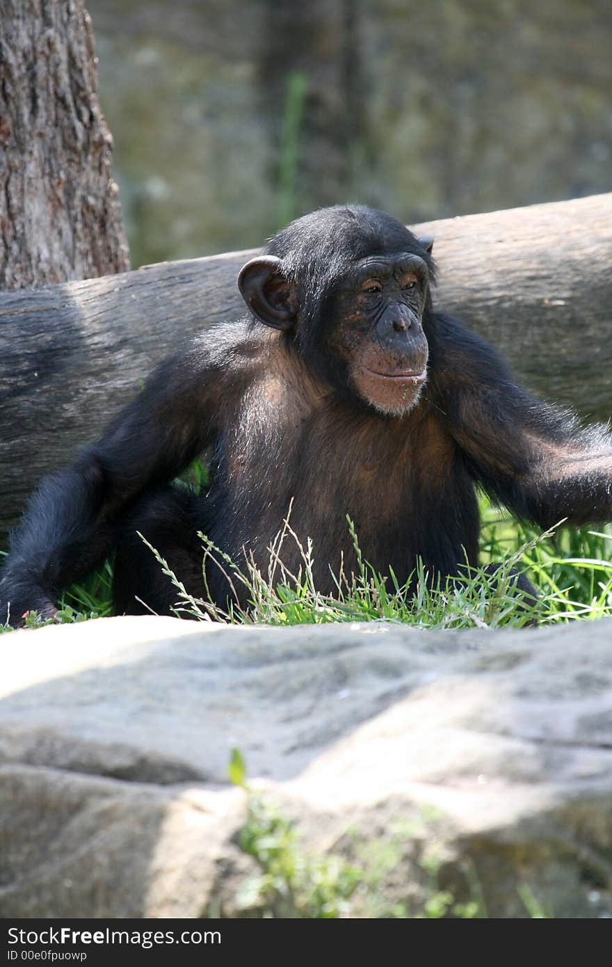 Chimpanzee in the forest