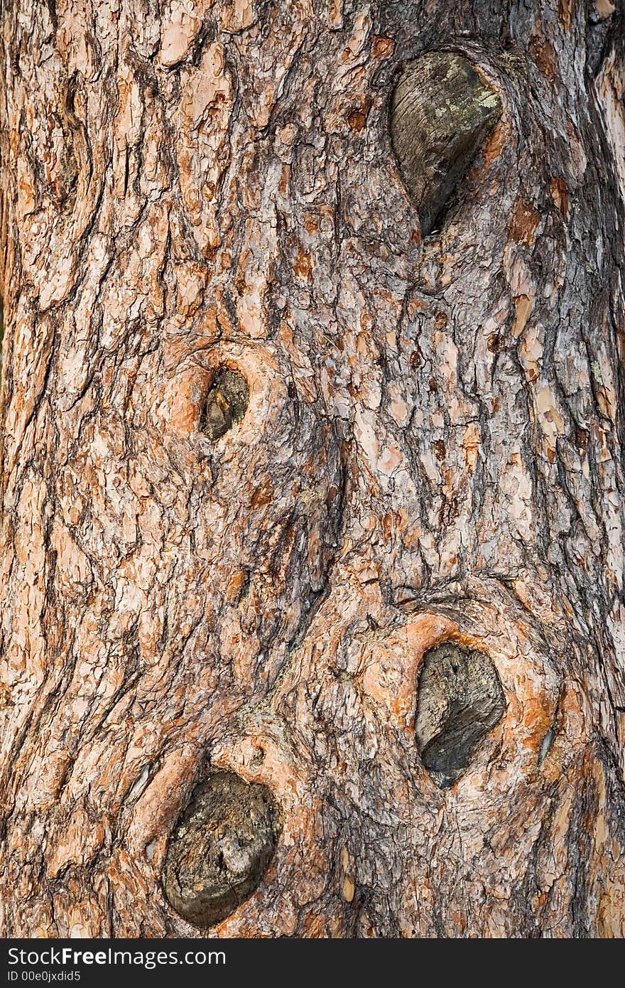 Spruce bark (trunk) texture