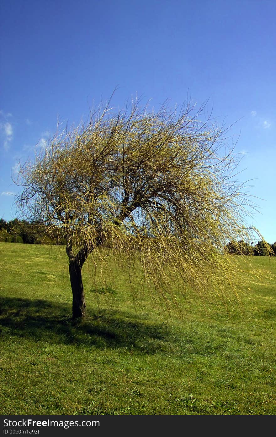 Spring landscape - big tree in green field and blue sky. Spring landscape - big tree in green field and blue sky