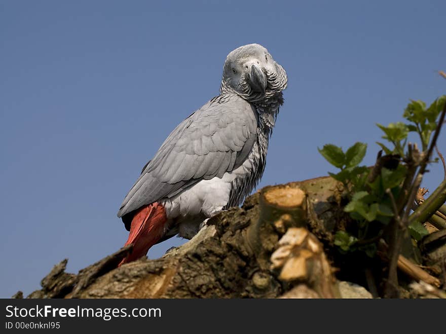 Parrot timney outdoor in a tree