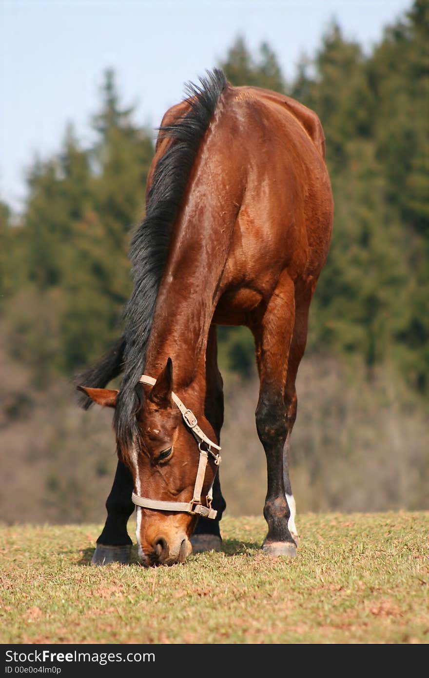 Pasturing horse