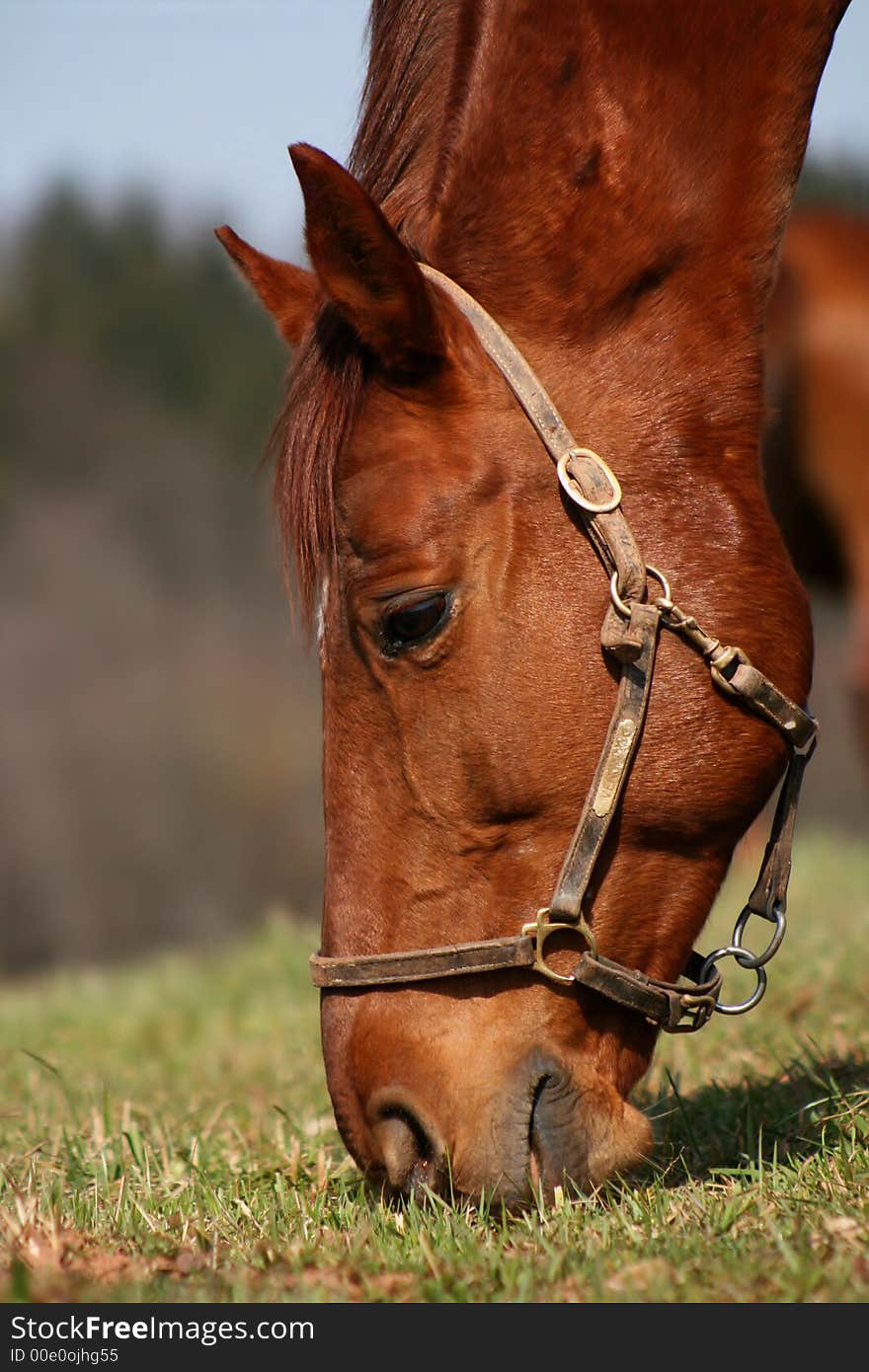 Horse´s head pasturing on the meadow