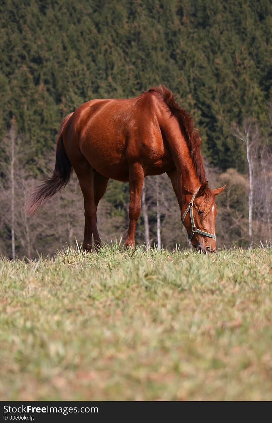 Horse on pasture