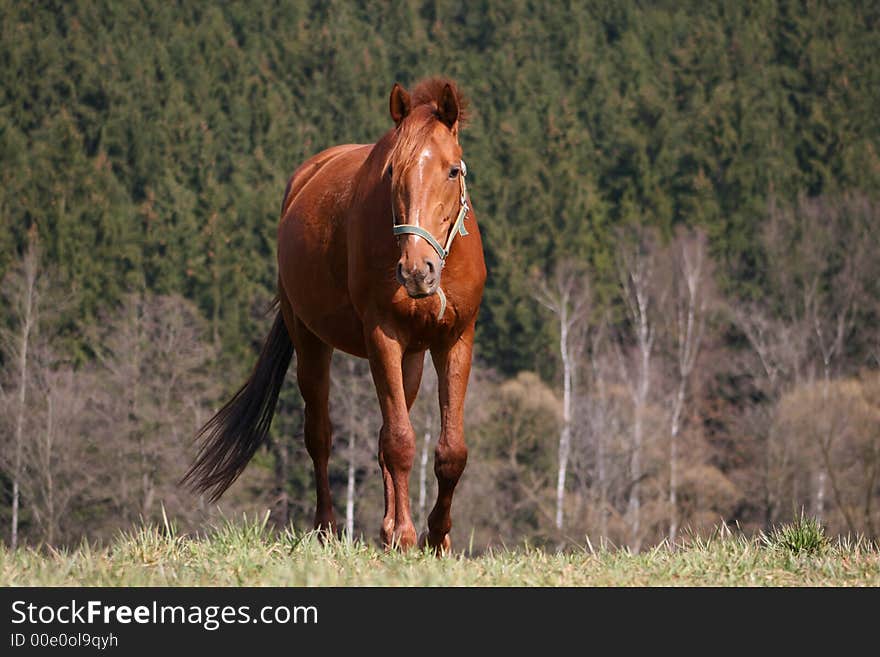 Walking horse