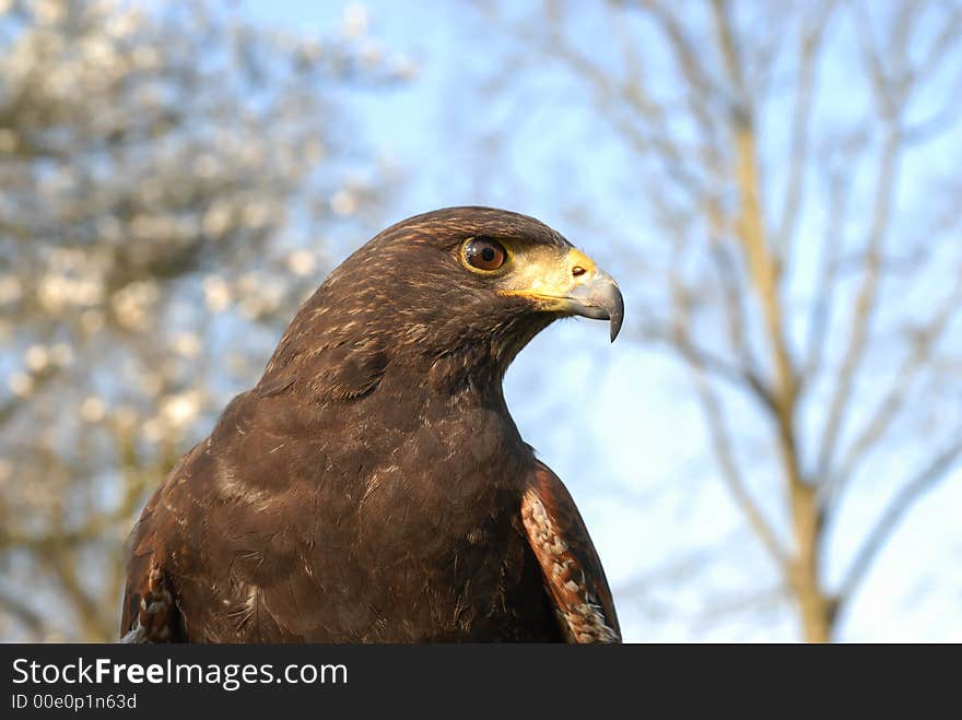 Impressive hawk, a bird of prey