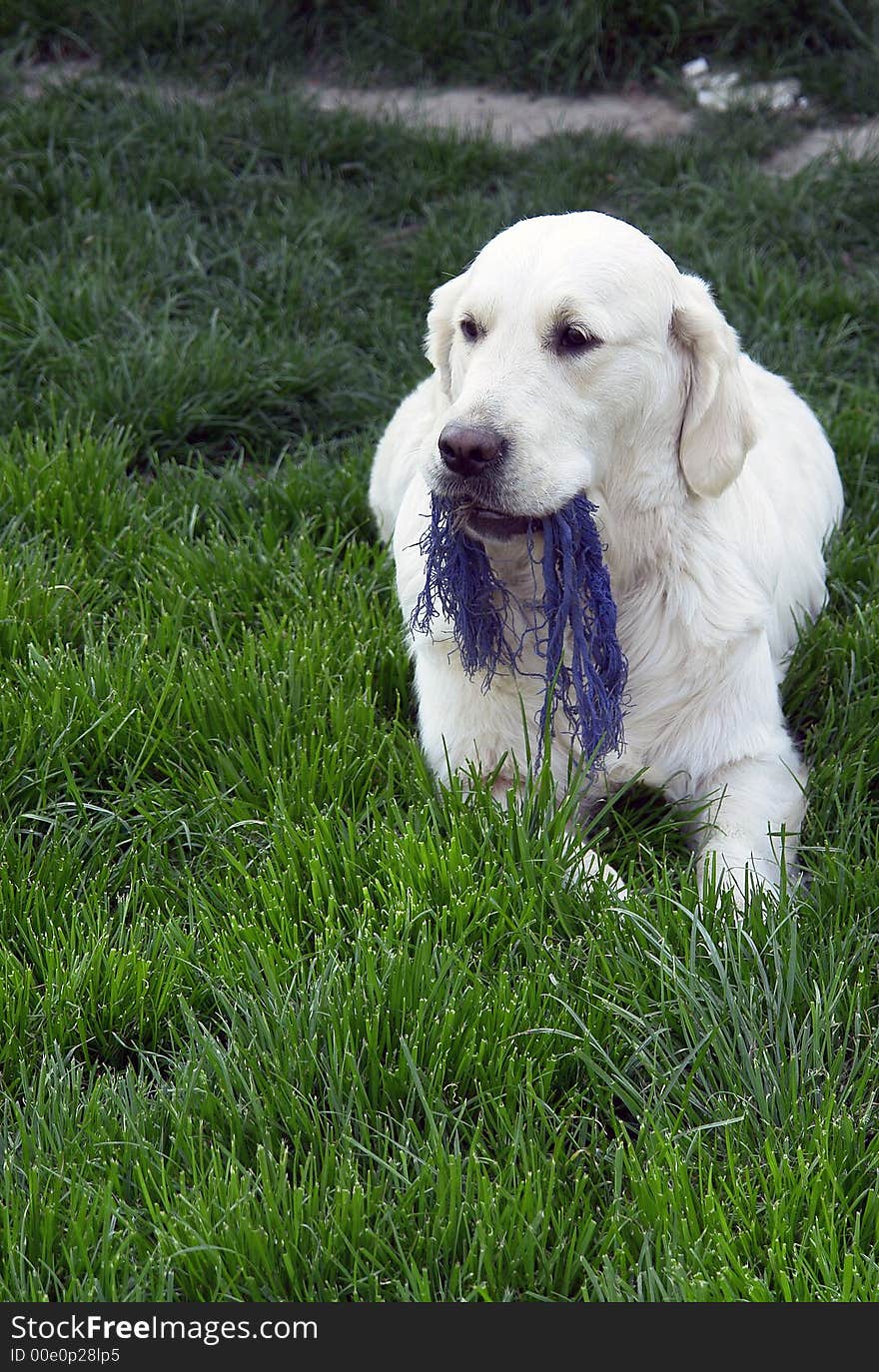 White retriever playing on a field. White retriever playing on a field