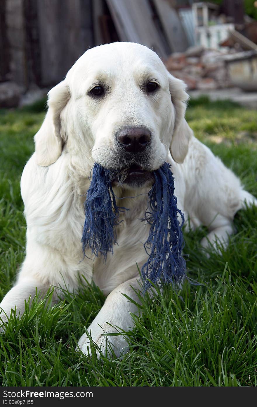 White retriever playing on a field. White retriever playing on a field