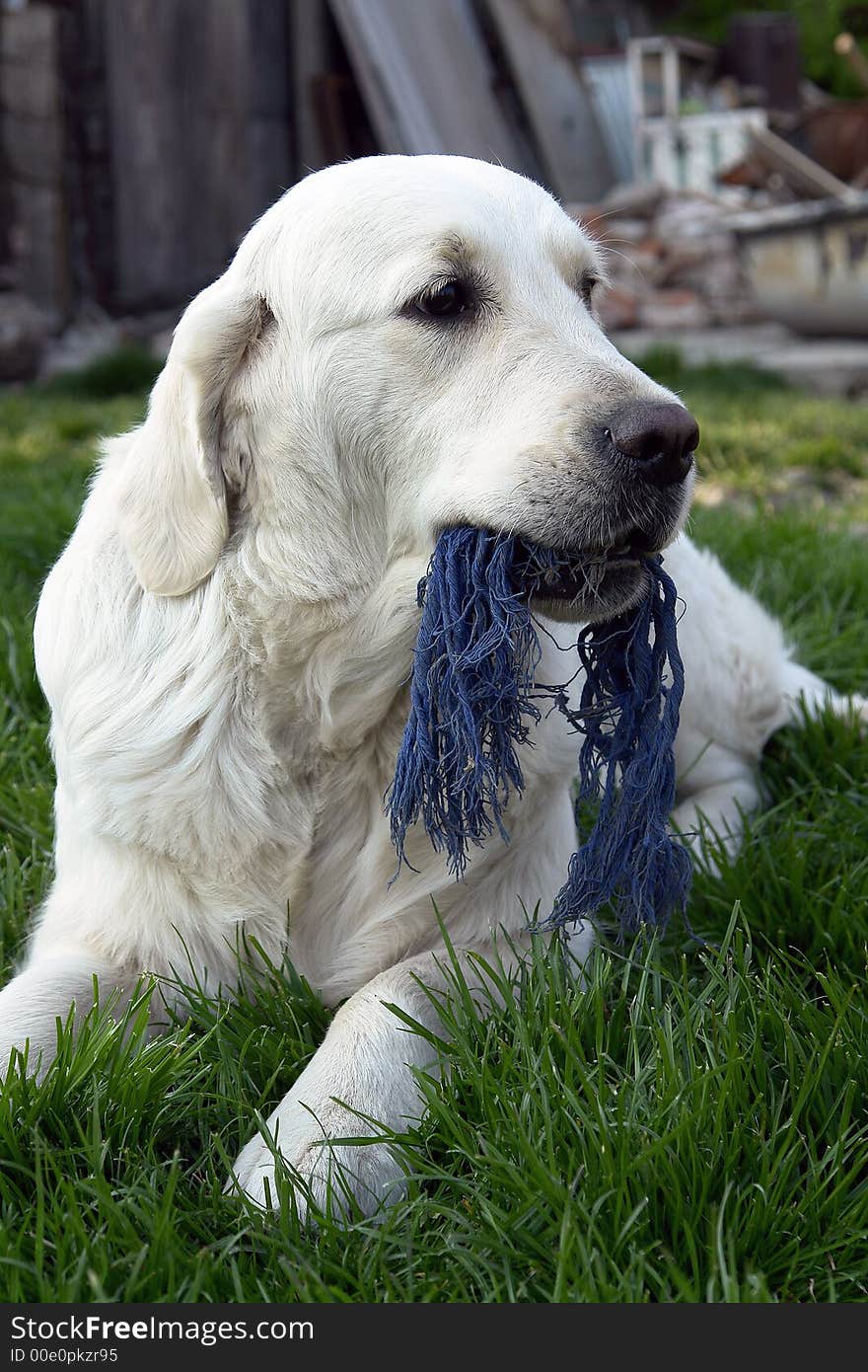 White retriever playing on a field. White retriever playing on a field