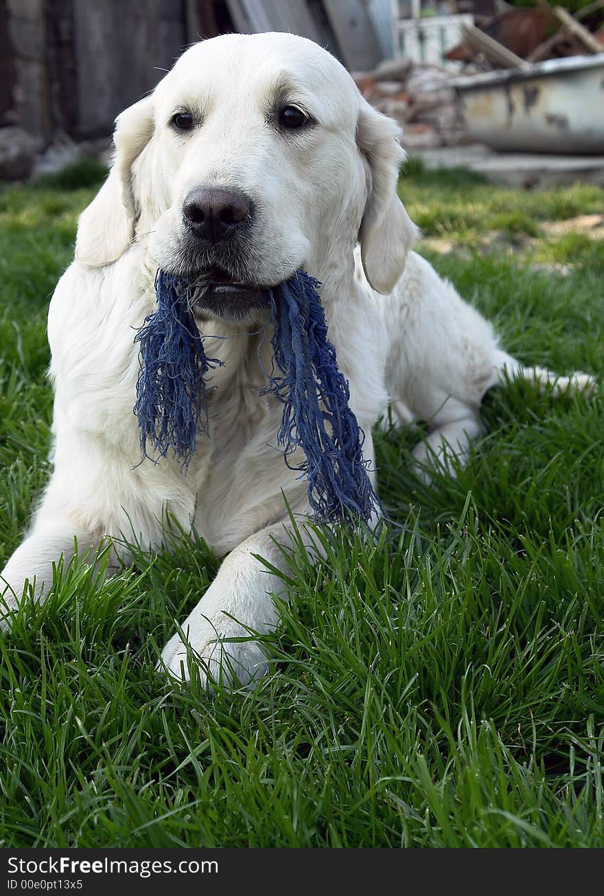 White retriever playing on a field. White retriever playing on a field