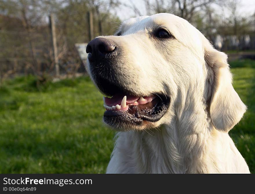 White retriever portret