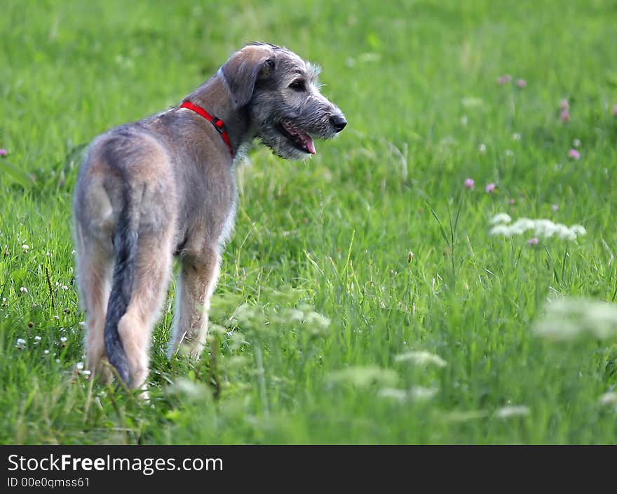 Dog on the meadow