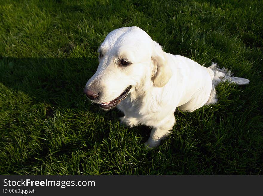 White retriever