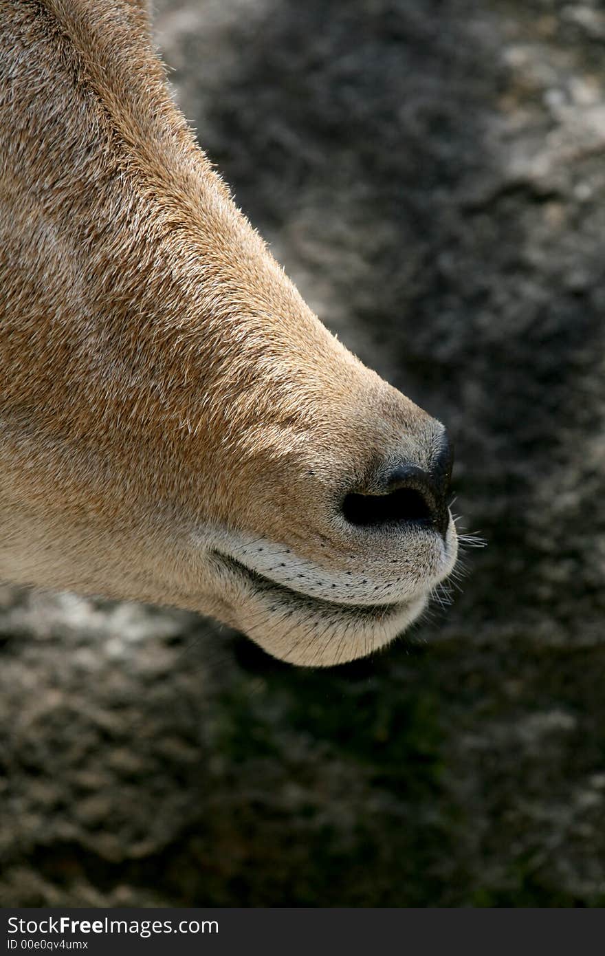 African goat nose and mouth