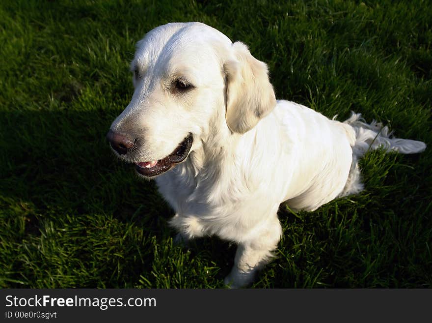 White retriever