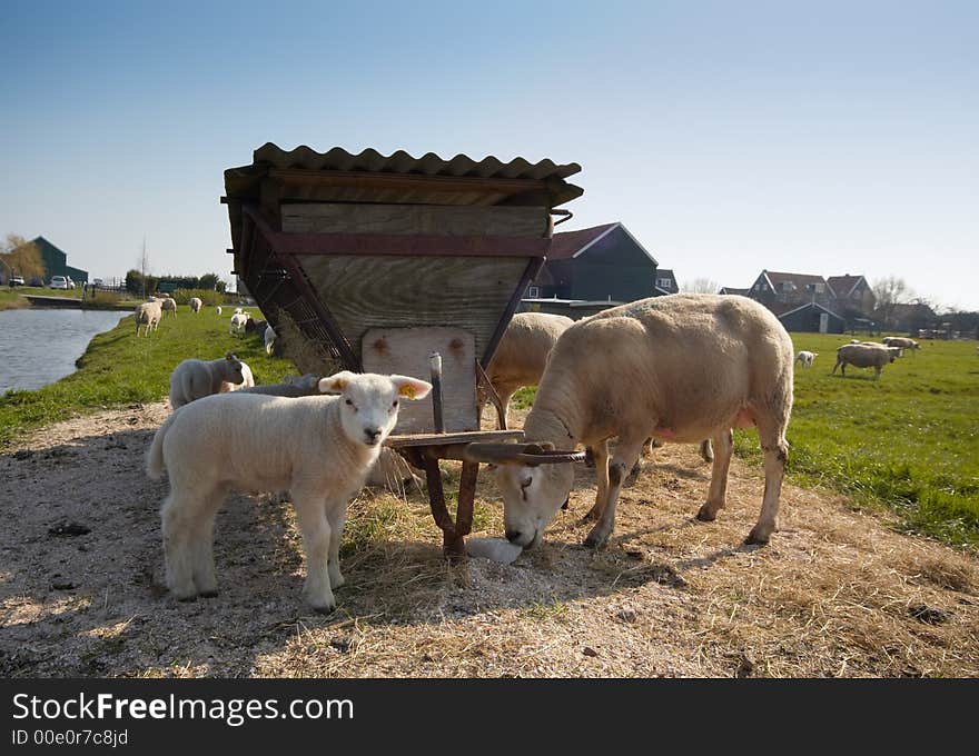 Sheep and cute lamb in spring