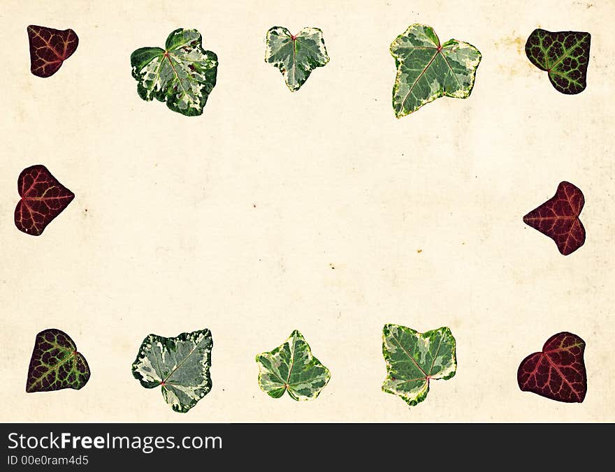 Ivy leaf border on old paper