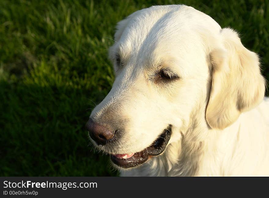 White retriever portret 2