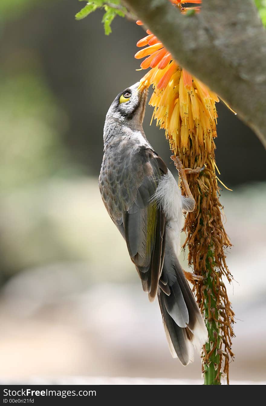 Tropical colorful bird eating flowers pollen