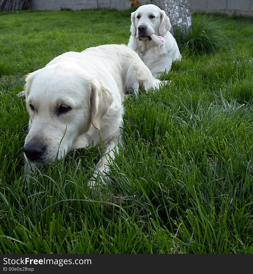 Dogs playing