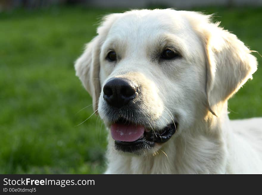 White retriever portret 5