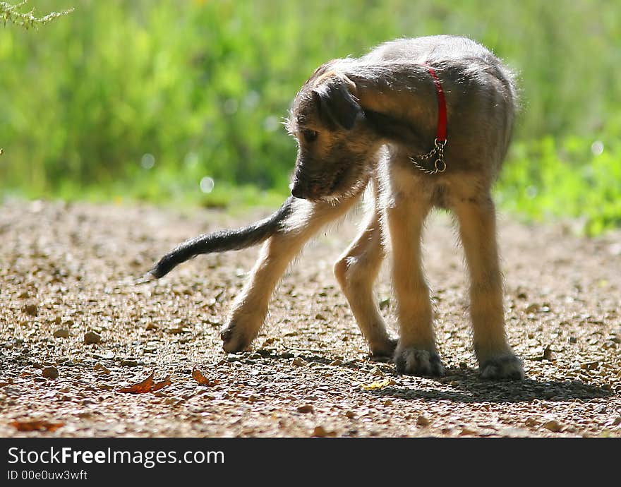 Young dog with collar on the avenue