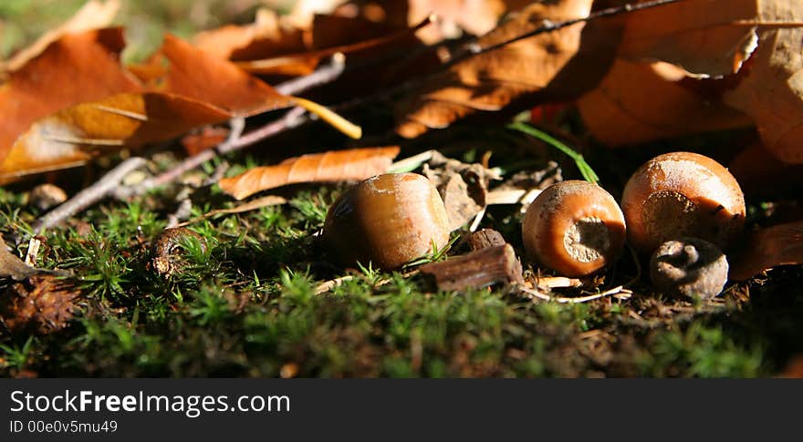 Acorns and leaves