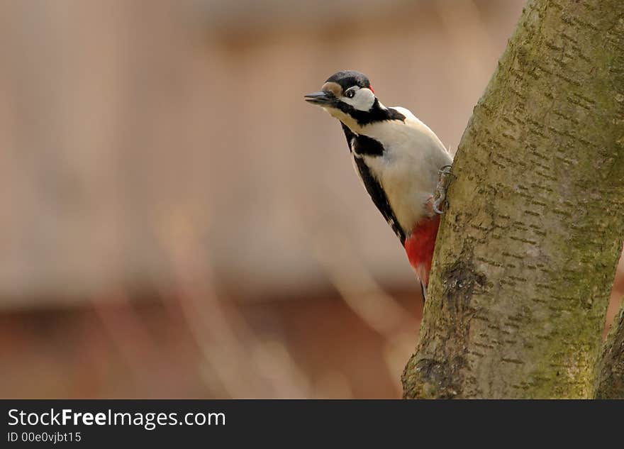 Greater Spotted Woodpecker