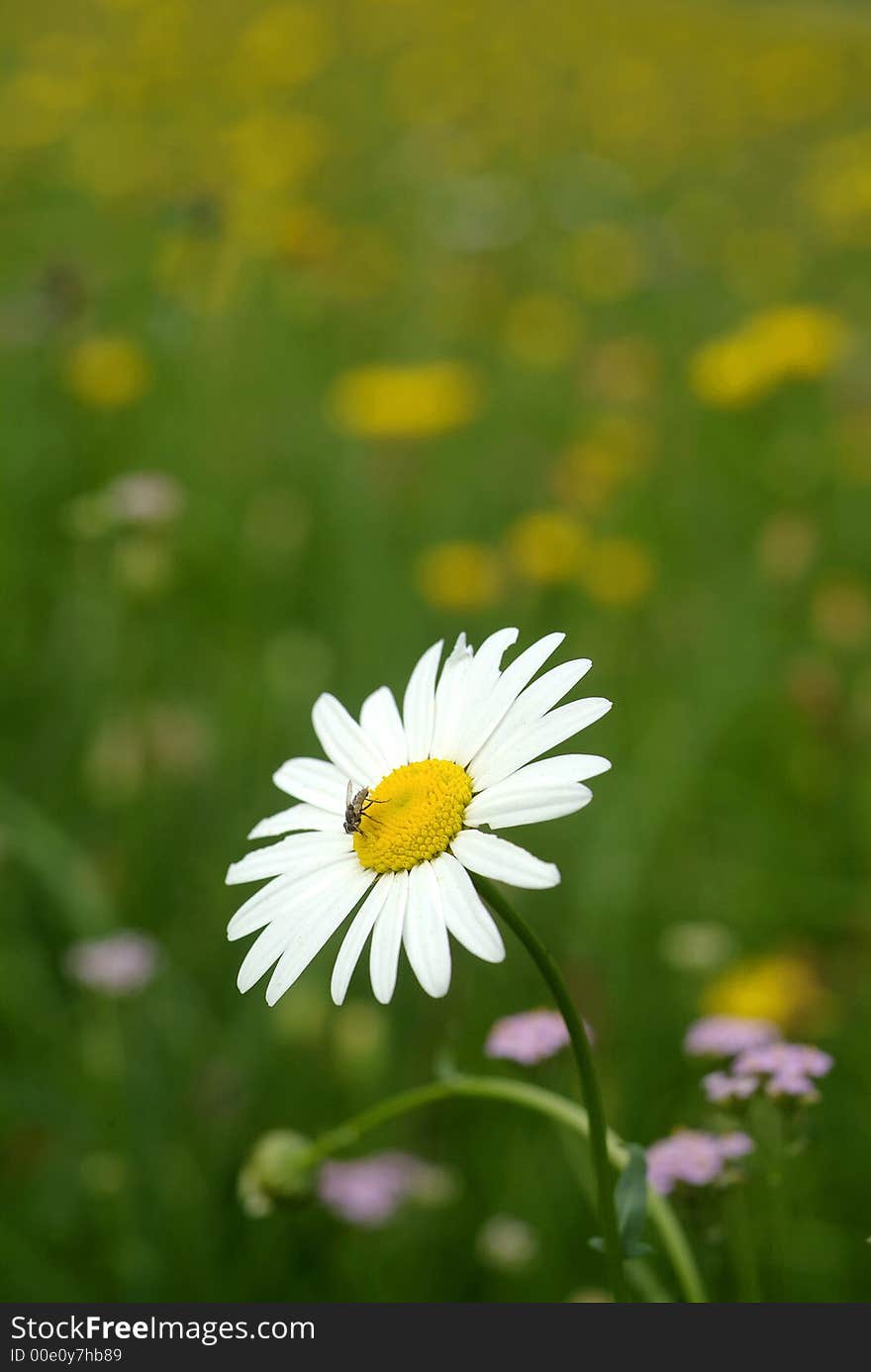 Daisy with insect on a flowered fields. Daisy with insect on a flowered fields