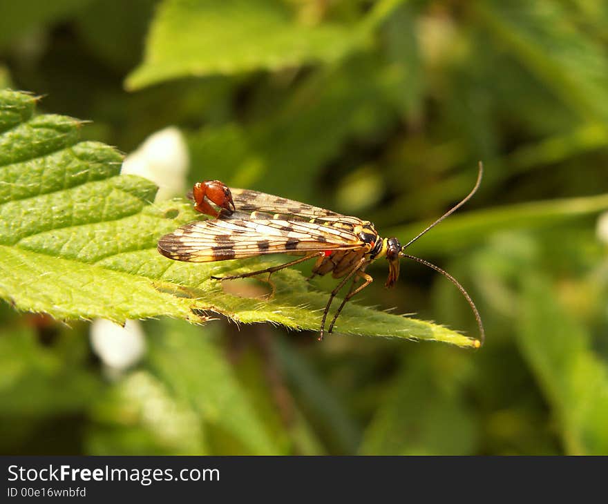 Scorpion fly