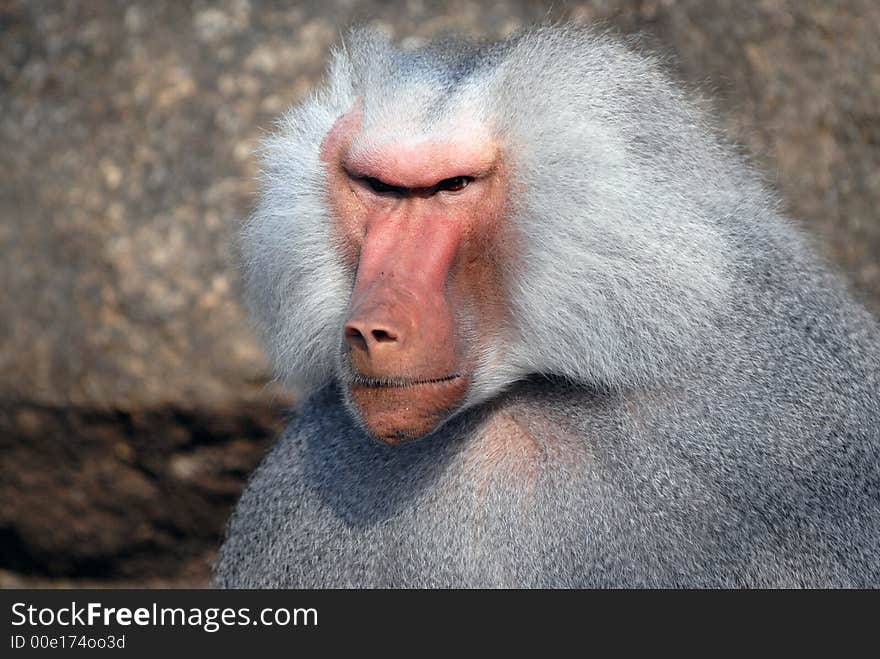 Male of baboon looks at subordinates. Male of baboon looks at subordinates