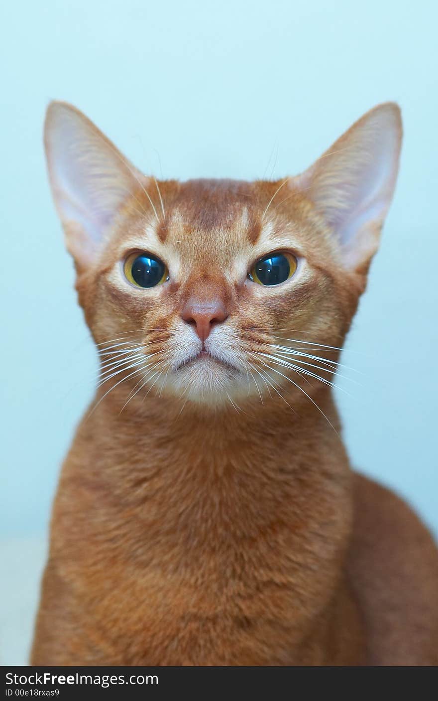 Portrait of racial cat abbyssinian