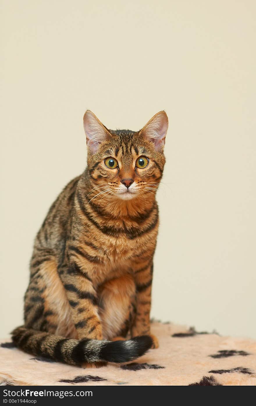 Portrait of racial cat - bengal